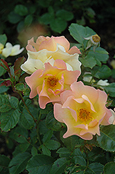 Morden Sunrise Rose (Rosa 'Morden Sunrise') at Debbie's Greenhouse & Garden Centre