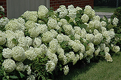 Annabelle Hydrangea (Hydrangea arborescens 'Annabelle') at Debbie's Greenhouse & Garden Centre