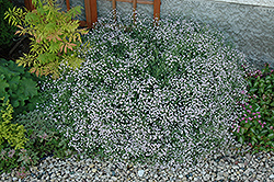 Common Baby's Breath (Gypsophila paniculata) at Debbie's Greenhouse & Garden Centre