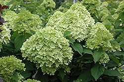 Limelight Prime Hydrangea (Hydrangea paniculata 'SMNHPPH') at Debbie's Greenhouse & Garden Centre