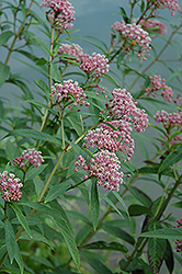 Swamp Milkweed (Asclepias incarnata) at Debbie's Greenhouse & Garden Centre