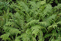 Christmas Fern (Polystichum acrostichoides) at Debbie's Greenhouse & Garden Centre