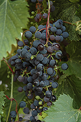 Frontenac Grape (Vitis 'Frontenac') at Debbie's Greenhouse & Garden Centre
