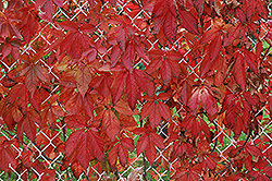 Englemann Ivy (Parthenocissus quinquefolia 'var. englemannii') at Debbie's Greenhouse & Garden Centre