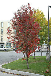 Russian Mountain Ash (Sorbus aucuparia 'Rossica') at Debbie's Greenhouse & Garden Centre