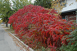 Staghorn Sumac (Rhus typhina) at Debbie's Greenhouse & Garden Centre