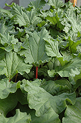 Canada Red Rhubarb (Rheum 'Canada Red') at Debbie's Greenhouse & Garden Centre
