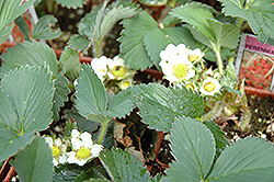 Kent Strawberry (Fragaria 'Kent') at Debbie's Greenhouse & Garden Centre