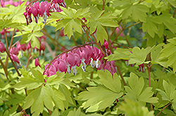 Gold Heart Bleeding Heart (Dicentra spectabilis 'Gold Heart') at Debbie's Greenhouse & Garden Centre