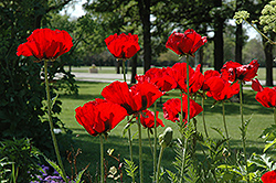 Beauty of Livermere Poppy (Papaver orientale 'Beauty of Livermere') at Debbie's Greenhouse & Garden Centre