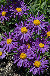 Dark Beauty Alpine Aster (Aster alpinus 'Dark Beauty') at Debbie's Greenhouse & Garden Centre