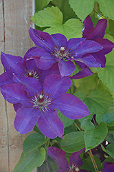 The President Clematis (Clematis 'The President') at Debbie's Greenhouse & Garden Centre