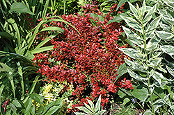 Cherry Bomb Japanese Barberry (Berberis thunbergii 'Monomb') at Debbie's Greenhouse & Garden Centre