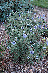 Blue Glow Globe Thistle (Echinops bannaticus 'Blue Glow') at Debbie's Greenhouse & Garden Centre