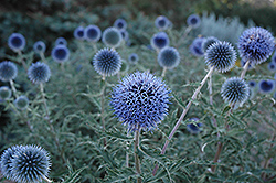 Blue Glow Globe Thistle (Echinops bannaticus 'Blue Glow') at Debbie's Greenhouse & Garden Centre