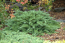 Moor-Dense Juniper (Juniperus sabina 'Monard') at Debbie's Greenhouse & Garden Centre