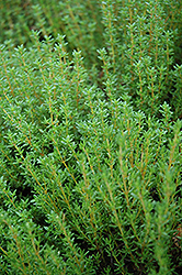 Common Thyme (Thymus vulgaris) at Debbie's Greenhouse & Garden Centre