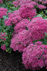 Neon Stonecrop (Sedum spectabile 'Neon') at Debbie's Greenhouse & Garden Centre