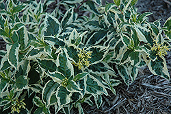 Cool Splash Bush Honeysuckle (Diervilla sessilifolia 'LPDC Podaras') at Debbie's Greenhouse & Garden Centre
