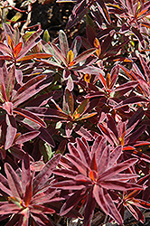 Bonfire Cushion Spurge (Euphorbia polychroma 'Bonfire') at Debbie's Greenhouse & Garden Centre