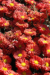 Dark Bronze Daisy Chrysanthemum (Chrysanthemum 'Dark Bronze Daisy') at Debbie's Greenhouse & Garden Centre