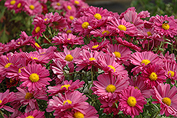 Lavender Daisy Chrysanthemum (Chrysanthemum 'Lavender Daisy') at Debbie's Greenhouse & Garden Centre