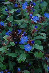 Plumbago (Ceratostigma plumbaginoides) at Debbie's Greenhouse & Garden Centre