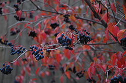 Nannyberry (Viburnum lentago) at Debbie's Greenhouse & Garden Centre