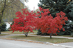 Flame Amur Maple (Acer ginnala 'Flame') at Debbie's Greenhouse & Garden Centre