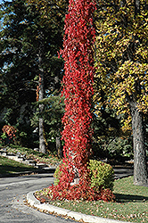 Virginia Creeper (Parthenocissus quinquefolia) at Debbie's Greenhouse & Garden Centre