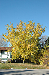 Kenora Silver Maple (Acer saccharinum 'Kenora') at Debbie's Greenhouse & Garden Centre