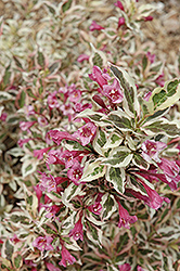 My Monet Weigela (Weigela florida 'Verweig') at Debbie's Greenhouse & Garden Centre