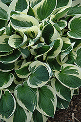 Patriot Hosta (Hosta 'Patriot') at Debbie's Greenhouse & Garden Centre