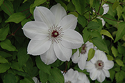 Henryi Hybrid Clematis (Clematis 'Henryi') at Debbie's Greenhouse & Garden Centre