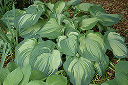 Guardian Angel Hosta (Hosta 'Guardian Angel') at Debbie's Greenhouse & Garden Centre