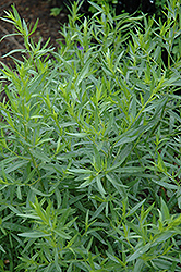 French Tarragon (Artemisia dracunculus 'Sativa') at Debbie's Greenhouse & Garden Centre