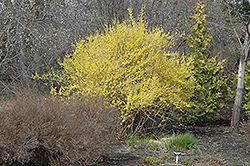 Northern Gold Forsythia (Forsythia 'Northern Gold') at Debbie's Greenhouse & Garden Centre