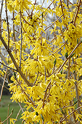Northern Gold Forsythia (Forsythia 'Northern Gold') at Debbie's Greenhouse & Garden Centre