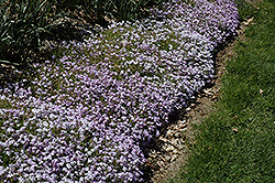 Emerald Blue Moss Phlox (Phlox subulata 'Emerald Blue') at Debbie's Greenhouse & Garden Centre