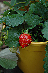 Kent Strawberry (Fragaria 'Kent') at Debbie's Greenhouse & Garden Centre