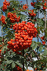 Russian Mountain Ash (Sorbus aucuparia 'Rossica') at Debbie's Greenhouse & Garden Centre