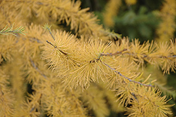 Tamarack (Larix laricina) at Debbie's Greenhouse & Garden Centre