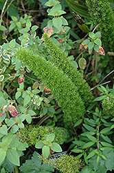 Asparagus Fern (Asparagus densiflorus) at Debbie's Greenhouse & Garden Centre