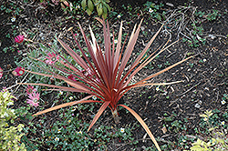 Red Star Red Grass Tree (Cordyline australis 'Red Star') at Debbie's Greenhouse & Garden Centre