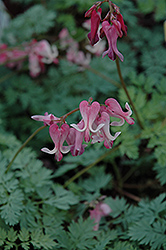 Candy Hearts Bleeding Heart (Dicentra 'Candy Hearts') at Debbie's Greenhouse & Garden Centre