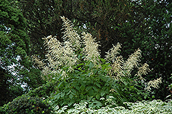 Goatsbeard (Aruncus dioicus) at Debbie's Greenhouse & Garden Centre