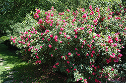 John Cabot Rose (Rosa 'John Cabot') at Debbie's Greenhouse & Garden Centre