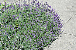 Munstead Lavender (Lavandula angustifolia 'Munstead') at Debbie's Greenhouse & Garden Centre