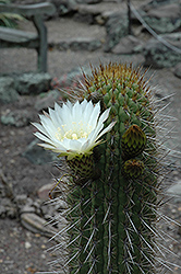 Chilean Cactus (Echinopsis chiloensis) at Debbie's Greenhouse & Garden Centre