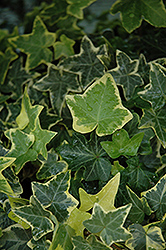 Gold Child Ivy (Hedera helix 'Gold Child') at Debbie's Greenhouse & Garden Centre